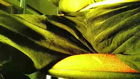 grapefruit online show from November 5, 12:05 pm