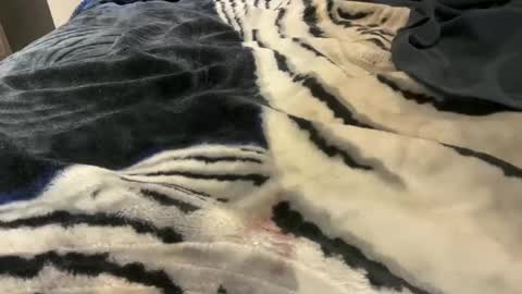 gumbywanna online show from October 24, 3:25 am