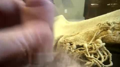 Snapshot of happygerman68 chatting on November 11, 2:00 am happygerman68 online show from November 11, 2:00 am