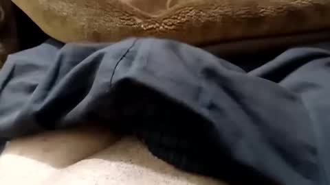 hash86194455 online show from February 12, 4:55 pm