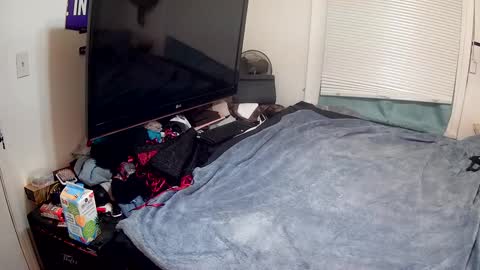 Highnesscali37 online show from December 15, 12:28 pm