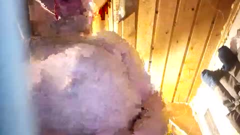 Snapshot of hung34u chatting on January 8, 6:16 am hung34u online show from January 8, 6:16 am