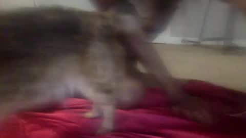 iysisfv online show from September 26, 2:04 am