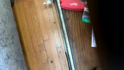 Jeremys room chill and puff one enjoy online show from January 12, 8:25 pm