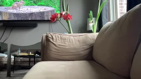 Snapshot of joshperrygoon chatting on December 14, 4:31 pm joshperrygoon online show from December 14, 4:31 pm