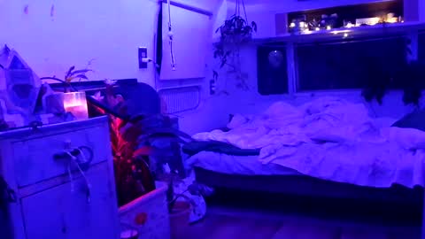 jwolf11851725 online show from September 21, 8:05 am