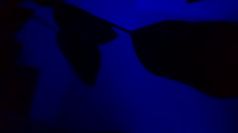 Karla Gonzaless online show from November 14, 3:05 am