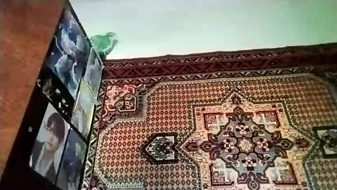 Snapshot of kikibang_ chatting on November 20, 8:14 am kikibang_ online show from November 20, 8:14 am