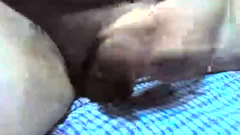 klok8230 online show from December 16, 2:38 am