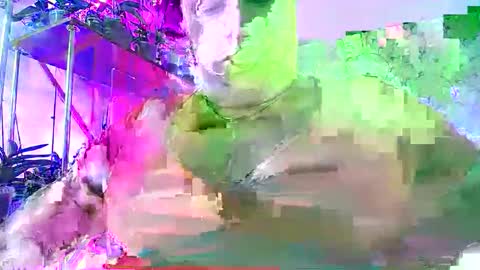 Lady Gloria online show from November 30, 6:39 am