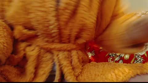 Snapshot of laralhotr chatting on January 14, 12:54 am laralhotr online show from January 14, 12:54 am