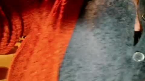 laureanne online show from December 13, 8:26 pm