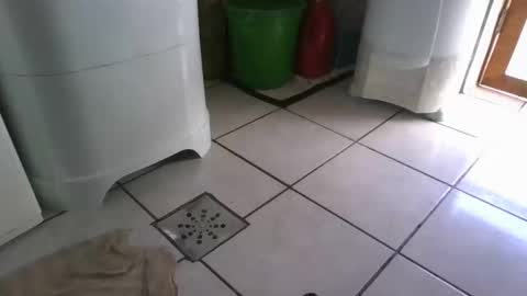 Snapshot of laylabrasil chatting on March 7, 9:27 pm kelly online show from March 7, 9:27 pm