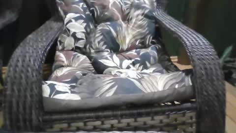 Snapshot of laylabrasil chatting on December 21, 1:13 am kelly online show from December 21, 1:13 am