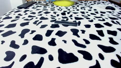 Leo online show from January 27, 5:15 pm