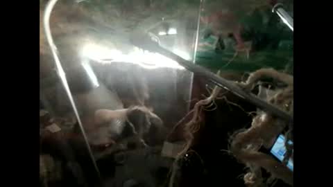 Snapshot of lkonig504475 chatting on May 27, 8:39 pm lkonig504475 online show from May 27, 8:39 pm