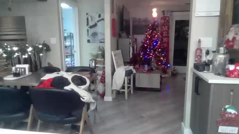 logan_rex_3 online show from January 7, 7:11 am