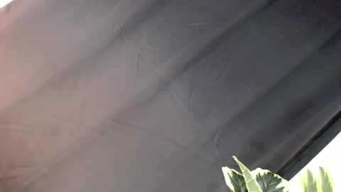 majesticcock_kyla online show from October 22, 12:16 pm