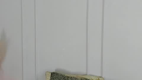 Maria Pettit online show from April 19, 10:36 am