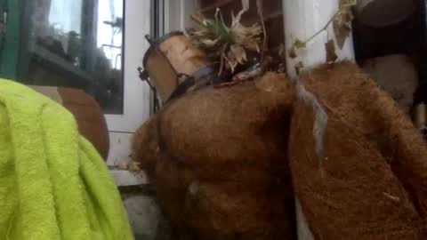 matureman1234 online show from November 5, 8:25 am