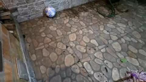 miky17cm online show from January 15, 5:01 am