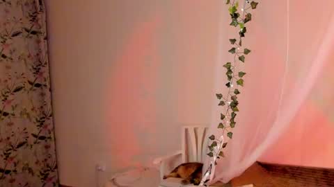 Misha online show from December 26, 8:00 pm