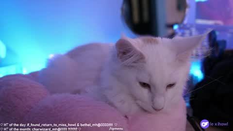 Snapshot of misshowl chatting on January 11, 9:15 am Lexi Bitch Tits Baked Goldfish Howl Miss Zero Remeber The First online show from January 11, 9:15 am