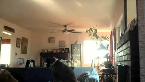 Snapshot of monkeedance chatting on December 2, 6:54 pm Monkee Dance online show from December 2, 6:54 pm