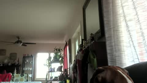 Snapshot of monkeedance chatting on December 29, 10:25 pm Monkee Dance online show from December 29, 10:25 pm