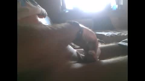 Snapshot of mowgli1977 chatting on December 28, 8:37 am mowgli1977 online show from December 28, 8:37 am