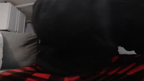 Snapshot of mrshlongboy21 chatting on January 25, 2:47 am mrshlongboy21 online show from January 25, 2:47 am