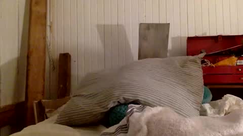 str8 dom alphaAsian Daddy type. sorry not bi or  curious but i dont judgediscrimenate. online show from November 29, 7:00 am