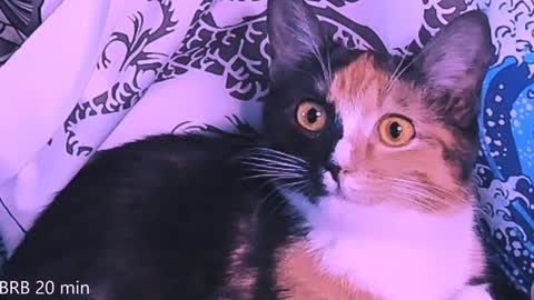 Snapshot of nanitamoore chatting on January 23, 11:36 pm Monday-Friday 12-4 AM and 6-9 AM New York time online show from January 23, 11:36 pm