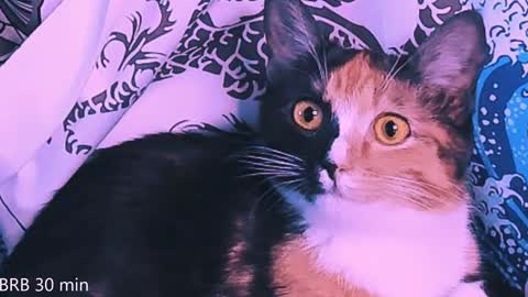 Snapshot of nanitamoore chatting on February 2, 11:11 pm Monday-Friday 12-4 AM and 6-9 AM New York time online show from February 2, 11:11 pm