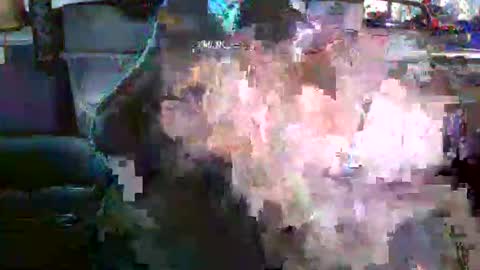 nick stavrou online show from December 19, 4:19 am