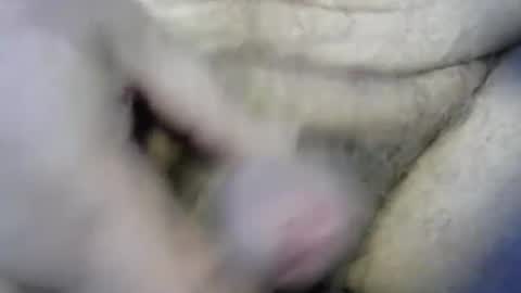 ogasmbyoral online show from December 4, 12:47 pm