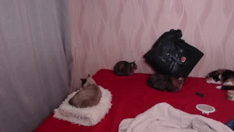 Olivia online show from December 17, 8:54 pm