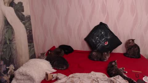 Olivia online show from February 5, 8:46 pm