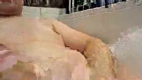 Snapshot of p20ccm chatting on January 11, 7:27 pm p20ccm online show from January 11, 7:27 pm