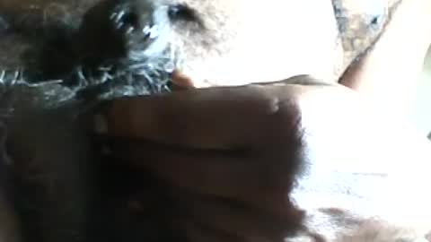 Snapshot of pappi_rambo chatting on July 17, 1:29 pm pappi_rambo online show from July 17, 1:29 pm