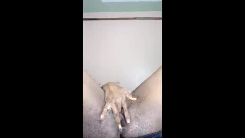 paulveshmah online show from March 23, 12:42 pm