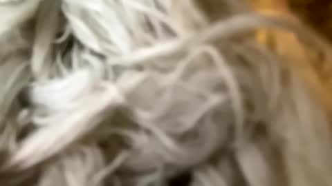 Snapshot of percocetpete45 chatting on December 3, 7:44 pm Poonshiner online show from December 3, 7:44 pm