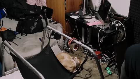 Pup Seth online show from October 19, 1:23 pm