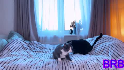   DianaBrite            fansl y online show from January 9, 11:57 am