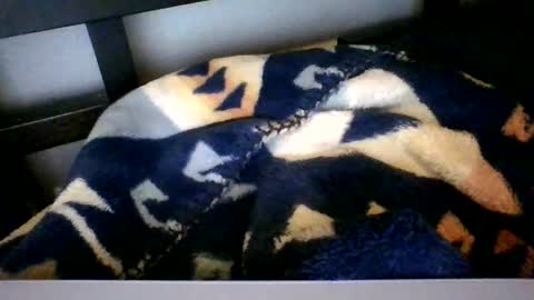 Roy Murrin online show from February 6, 9:45 am