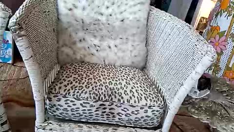 samboiamtho online show from April 3, 6:06 pm