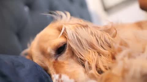 senssual_goddess online show from October 7, 4:37 pm