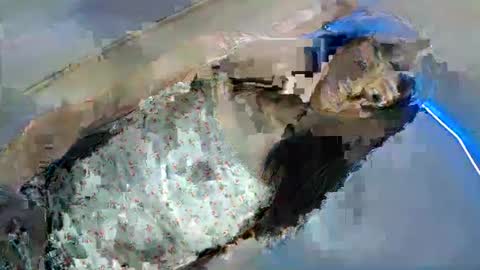 bini aiah online show from March 8, 4:23 am