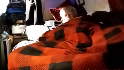 Shamroc online show from December 4, 12:03 pm