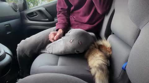 Sondages online show from November 6, 8:04 am